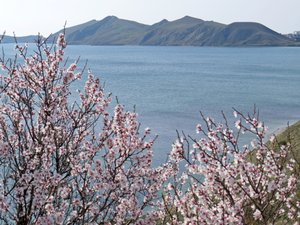 Цветущий миндаль Двуякорной бухты. Крым.