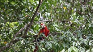 Corcovado National Park wildlife