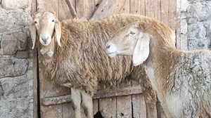 На оценку мать и дочь! Порода Арашан