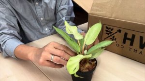 Plant Unboxing from BWH Plant Co - Philodendron Snow Drift and Alocasia Morocco