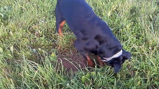 Ротвейлер Тася )))) землеройка или опять мЫшИ смотреть онлайн