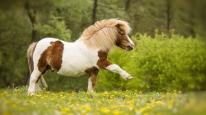 Агния Барто - "Игрушки"