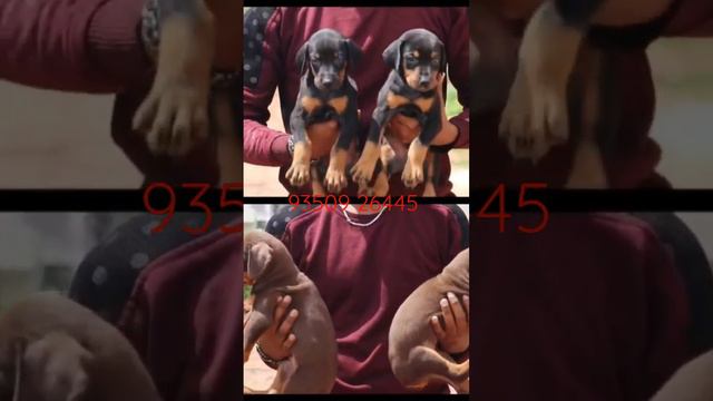 Doberman Puppies For Sale 93509 26445 Chennai Madurai Coimbatore Pondicherry Salem Erode Tamil Nadu