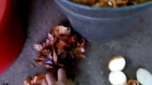 4 вида лука сорта Штутгарт на перо