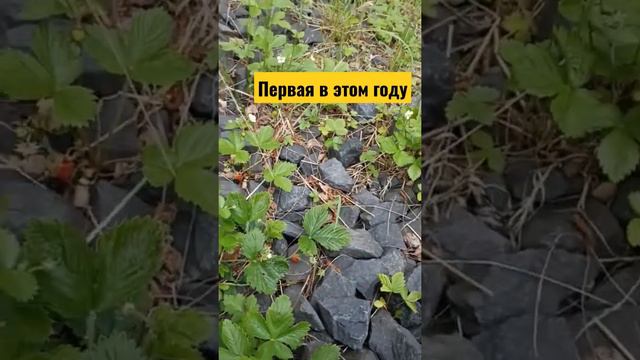 #лесная земляника/в лесу/земляничка/сладкая