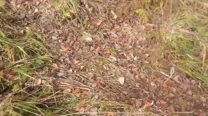 Барсучья нора. Барсук готовится к зиме.