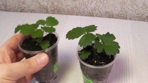 Рост и развитие земляники/клубники из семян.