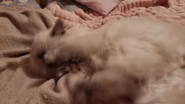 Ragdoll Blue Point Luna 😊 смотреть онлайн