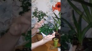 Мурайя метельчатая. Уход. Размножение.