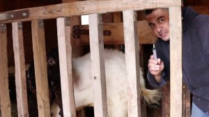 ГЛИСТОГОНИМ БЕЗ ОГРАНИЧЕНИЯ ПО МОЛОКУ PATERI GOATS