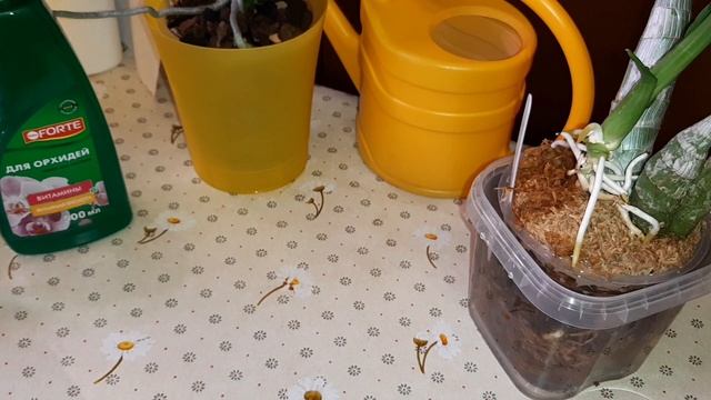 Полив Орхидей с Органическим Удобрением БиоМастер  Cyc. Taiwan Gold Orange  Phal. Yellow Harlequi