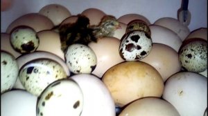 Выращивание перепелов. ЭКСПЕРИМЕНТ, ПТИЧКА ИЗ МАГАЗИННОГО ЯЙЦА! ВЫЛУП ЦЫПЛЯТ.  Курчата + перепілка