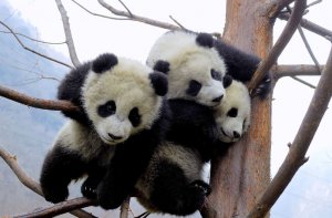 Самые смешные и нелепые моменты с пандами снятые на камеру.