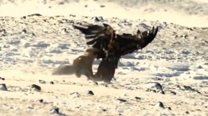 БЕРКУТ — крупнейший орел, нападающий на людей и оленей. Беркут против кабана, волка и лисы.