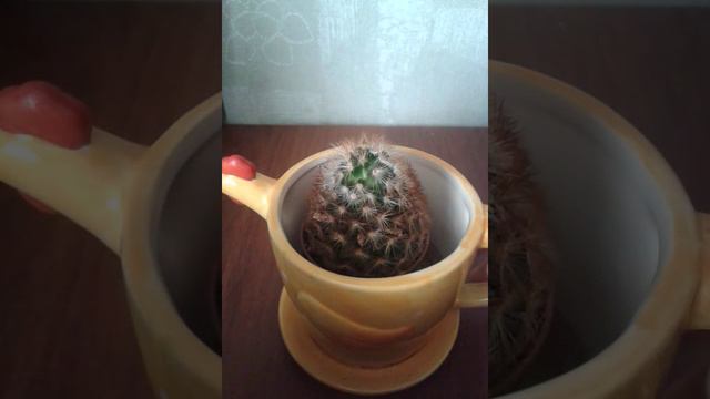 Как ухаживать за кактусом/Как ухаживаю за ним я смотреть онлайн
