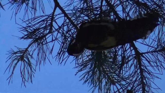 Большой пёстрый дятел на дереве в лесу [Dendrocopos major] смотреть онлайн