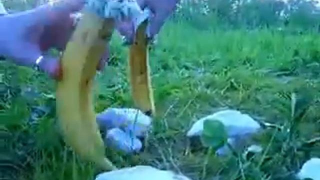 Даже бананы умеют любить смотреть онлайн