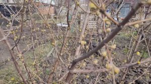 Кизил в Черноземье проснулся!