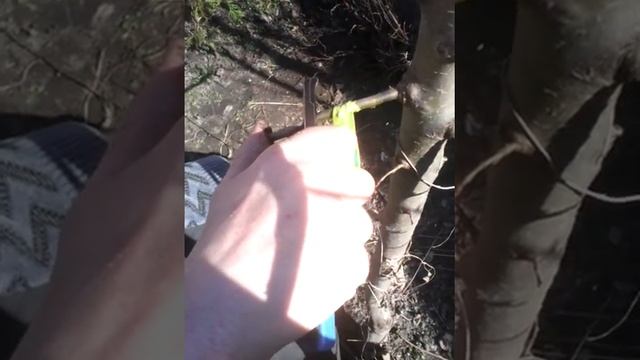 Прививка весной на яблони и груши косым срезом смотреть онлайн