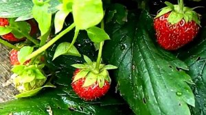 Во саду ли в огороде. Что у нас растет.Огород#7