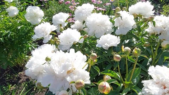 Цветение пиона Фестива Максима. Июнь 2022г. смотреть онлайн