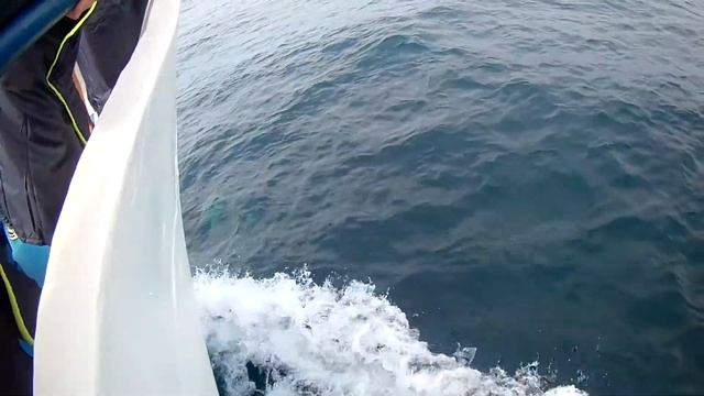 Дельфины белобочки играют в Черном море
