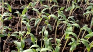 Опыт с триходермой влияние на всхожесть и защиту