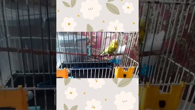 💗🔥Мой попугай Ричманд😎 смотреть онлайн