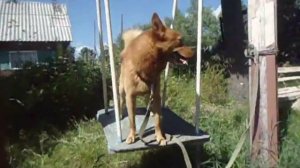 Собака качается на качелях)))))))