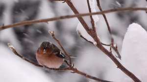 Сергей Есенин - Поёт зима - аукает...