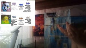 ?Как определить пол волнистого попугая?//Самка или Самец?