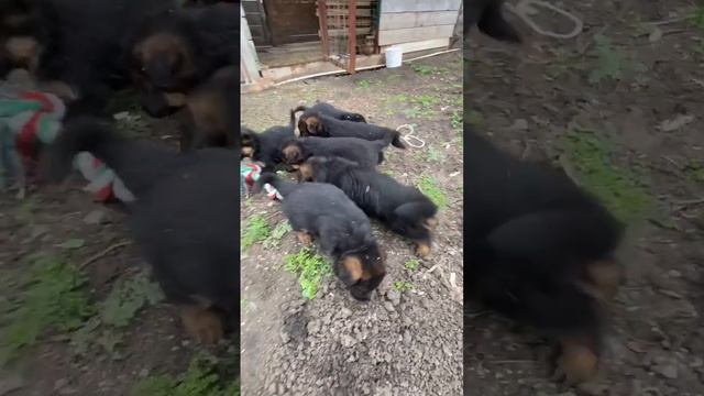 Щенки немецкой овчарки в добрые руки