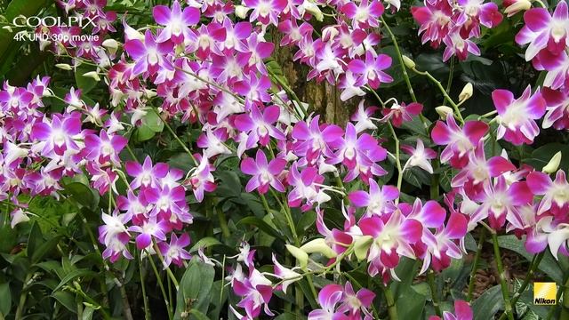 Nikon COOLPIX B700 4K UHD sample video смотреть онлайн