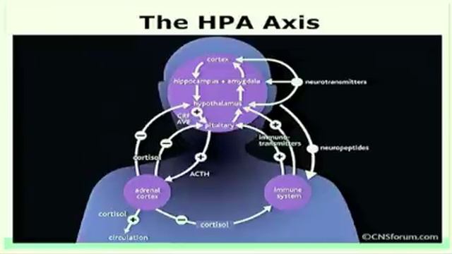 Stress and the Brain: Dr Andrew Heyman [Functional Forum] смотреть онлайн