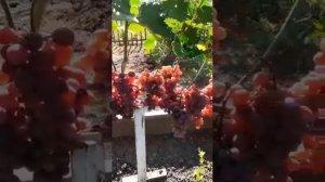 Виноград Вероника в Омске на участке Поконечных Николая