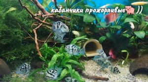Сапфировый попугай оправдывает свое название))