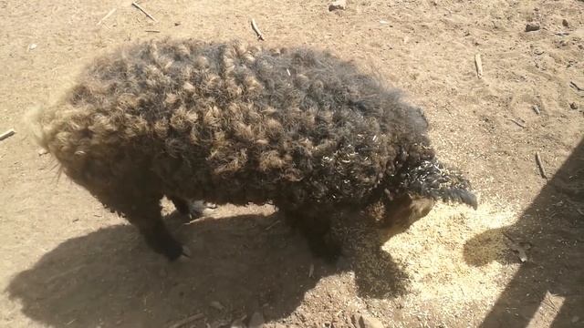 Венгерская мангалица, хряк по кличке Youtube-Ютюб, 8 мая 2020 г. смотреть онлайн