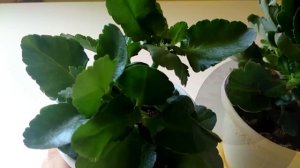 Декоративный каланхоэ после прищипки. Как растет.