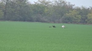 охота с грейхаундом и   и салюки