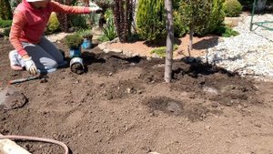 Сантолина Посадка Уход Размножение