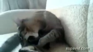 Cat goes crazy and kicks himself..