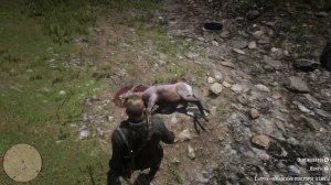 Сьерра невадский толсторог самка (sierra nevada thick horned female) Red Dead Redemption 2