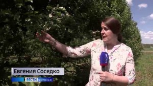 В Воронежской области начали тестировать препарат от бактериального ожога плодовых