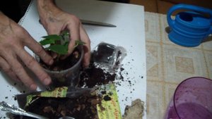 Посадка Антуриума . Отличный субстрат.