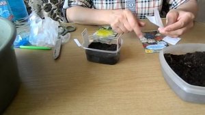 Сею аквилегию со стратификацией