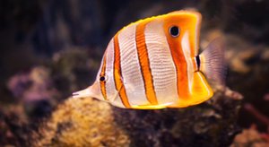 Красивые рыбки. Аквариум калининградского зоопарка.