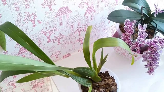 обзор орхидеи (16.05.2019) смотреть онлайн