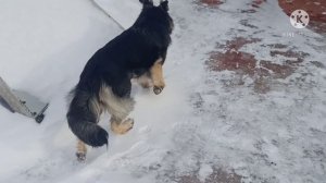 помесь ВЕО и Немецкой овчарки, что получилось