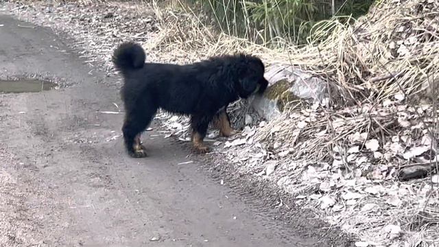 Щенки тибетский мастиф продажа 89111324532 доставка из СПб смотреть онлайн