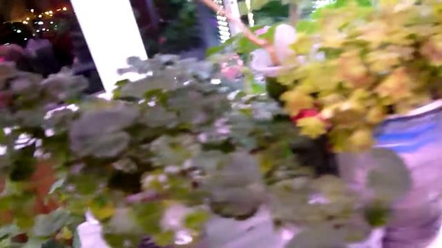 Миниатюрные пеларгонии смотреть онлайн